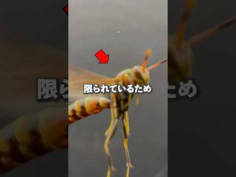 スズメバチマスター精神転移