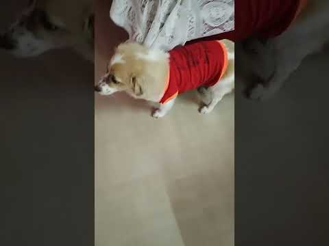 CUTE DOG 🐶🐕 PUSKY 😊♥️