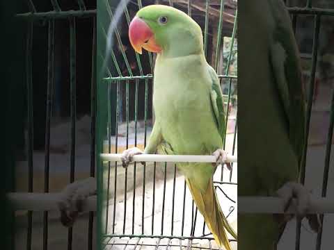 #samarpita #birds #nature #biswakosh #love#viral