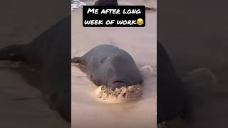 Seal Enjoying freedom 😍😂 #2023 #shorts