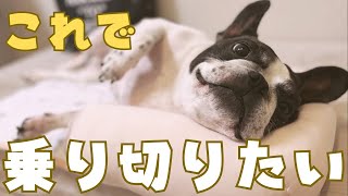 夏に向けて準備しました🌻