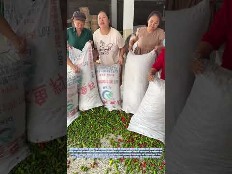 Harvesting Heat: The Process of Collecting Locally Grown Chili Peppers