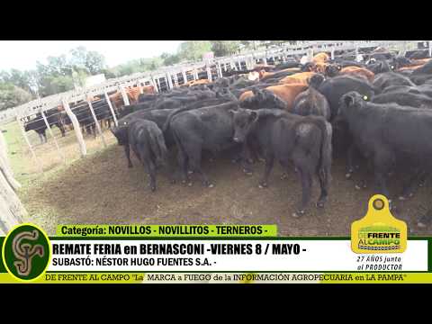 DE FRENTE AL CAMPO junto al SECTOR PRODUCTIVO - REMATE NHF S.A. -8/MAYO-BERNASCONI - PARTE 1-