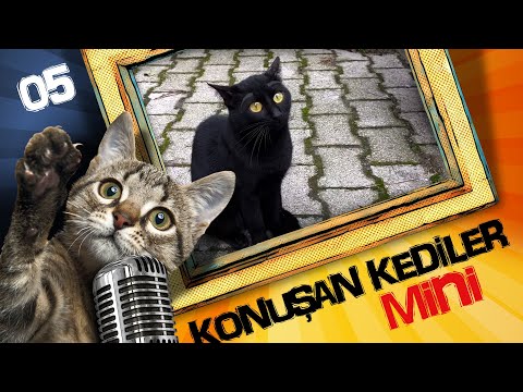 Konuşan Kediler Mini 5 - En Komik Kedi Videoları