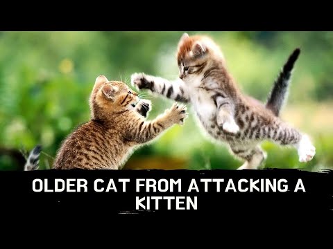 How to stop an older cat from attacking a kitten