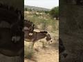Male Donkeys Power Full Animals Youtubeshorts Donkey