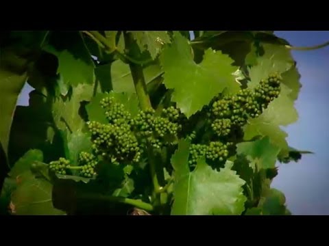 Villa del Prado, los mayores productores de vino de Madrid