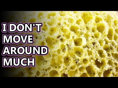 Sponge facts: there's a "hole" lot to learn... | Animal Fact Files