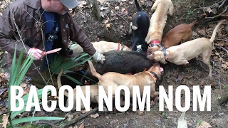 Wild hog  in the Tombigbee river bottom