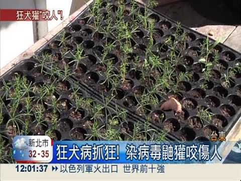 狂犬病再襲! 染病毒鼬獾咬傷人