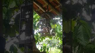 Download lagu suara burung anis serbia#burung mp3