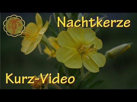 Yiganerjing von der Schuppenflechte die Rezensionen Die Webseiten über die Schuppenflechte