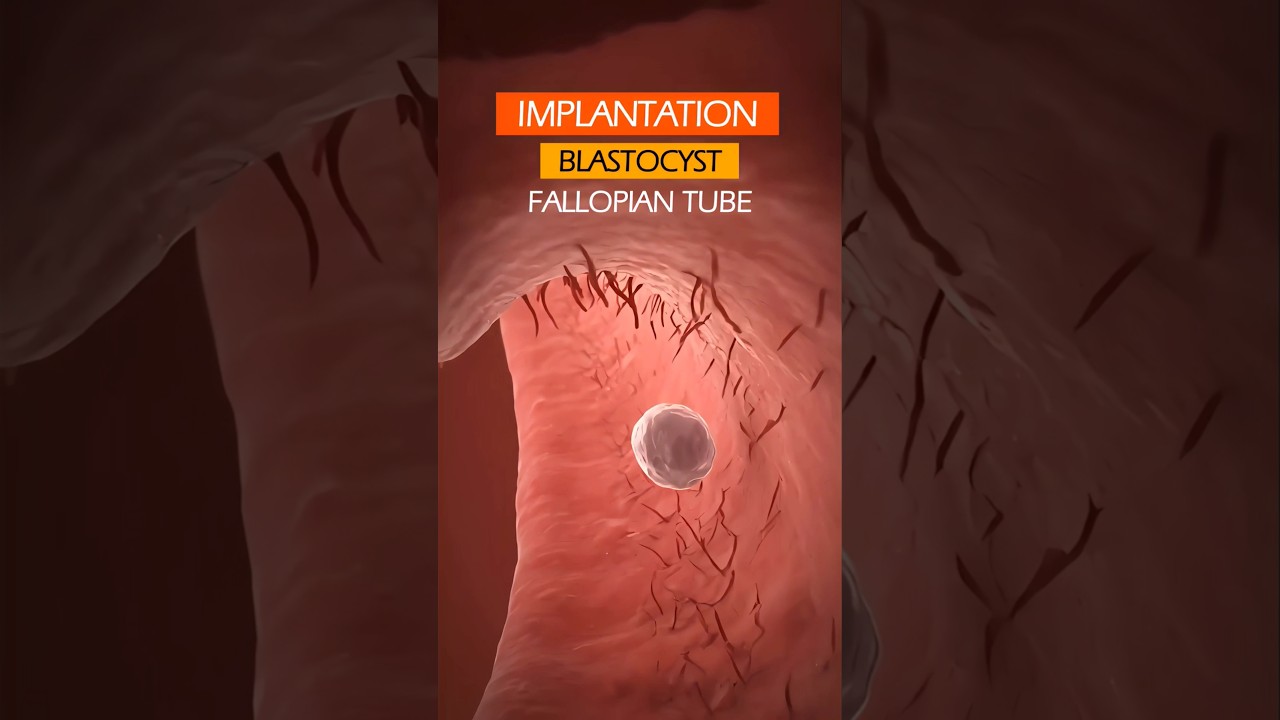 Implementation of the Blastocyst ❤️ #shorts #pregnancy
