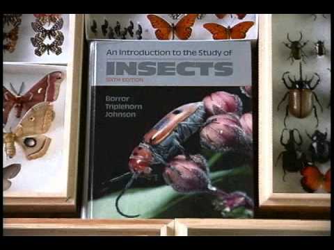 Insect Families and Identification
