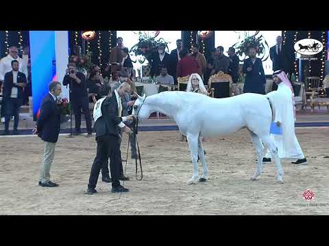 N 31 AL JOHARA AL WAAB   Straight Egyptian World Championship 2021