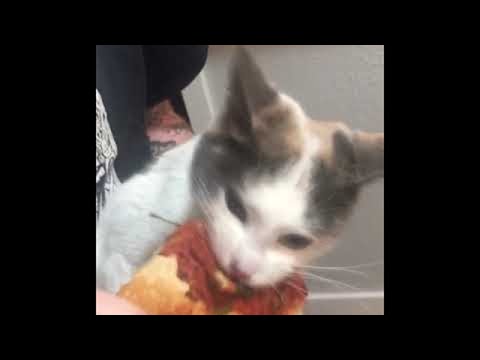 Katze liebt Pizza