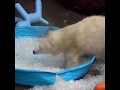 I Am A Polar Bear I Need Ice
