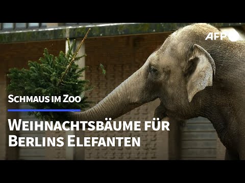 Verspätete Bescherung: Weihnachtsbäume für Berliner Zootiere | AFP