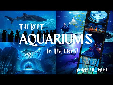 The Best Aquariums in The World | World's Largest Aquarium | Top 10 Underwater Marvels!