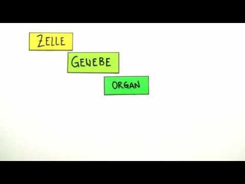 ORGANISATIONSSTUFEN | ZELLE, GEWEBE, ORGANE | Biologie | Biologie - eine Naturwissenschaft