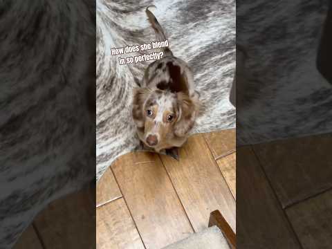 Dapple dachshund puppy camouflages with cow rug #doxies #puppy #cutedog #miniaturedachshund