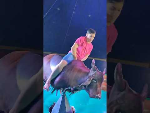 Começa a disputa do Touro Mecânico #comedia #circo #humor #fuxiquinho