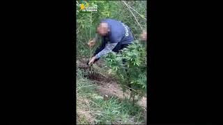 piante-di-marijuana-nel-bosco-blitz-della-finanza-nel-montorese