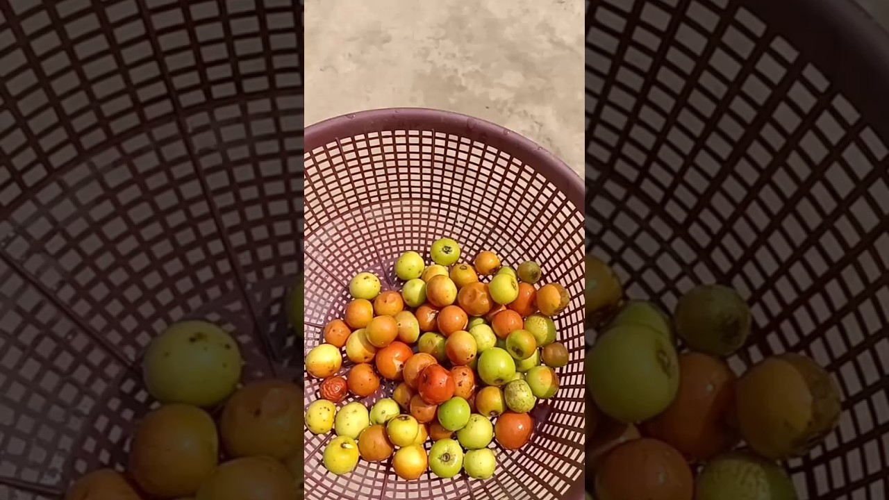 spicy Bogori Achar recipe 🥵😋#shorts #youtubeshorts #tranding #viral