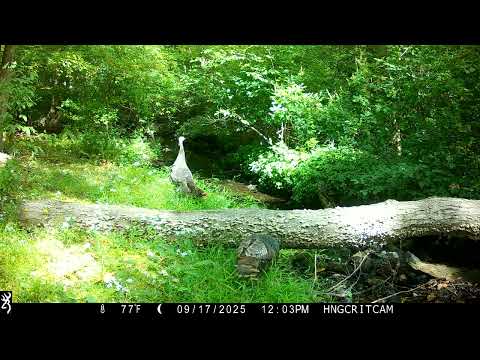 2025 09 17 1203 Turkeys