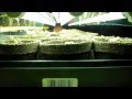 Time Lapse Basil March 08 2015