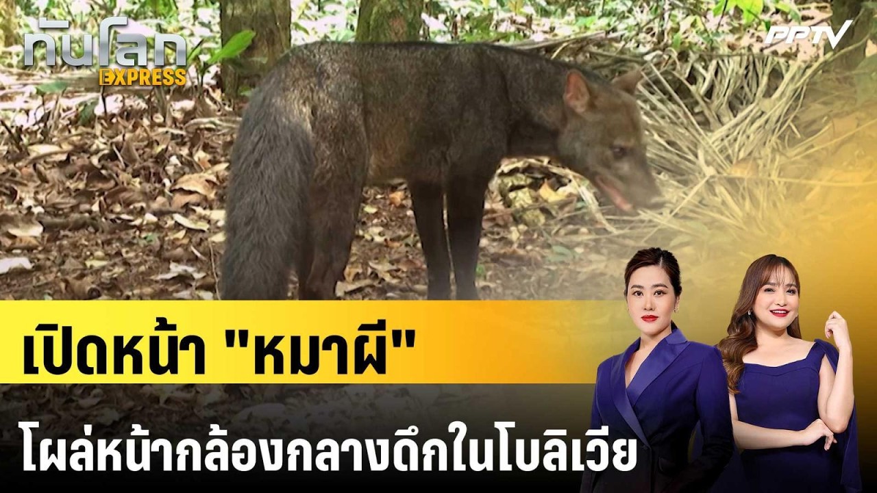 เปิดหน้า "หมาผี" โผล่หน้ากล้องกลางดึกในโบลิเวีย | ท?