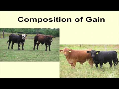 Grass-Fed, Organic, and Natural Beef Production -...