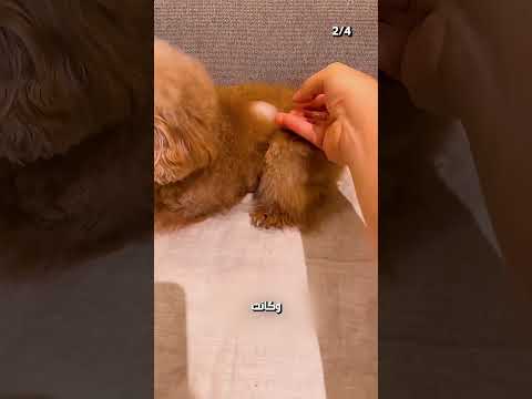 مكعب التلج و اختبار الكلاب🧊