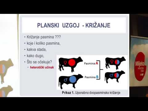 prof.dr.sc. Ante Ivanković: "Planski uzgoj u mliječnim i mesnim stadima"