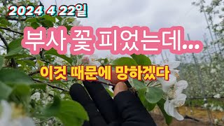 부사꽃 잘 피었는데..?올해는 이것 때문에 망하겠다?