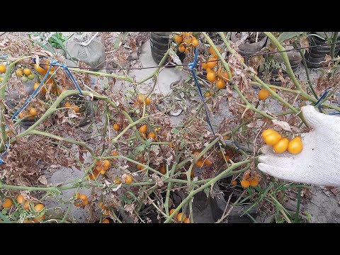 , title : 'Easy Way to Grow Tomato Plant in Plastic Bottles | Yellow Cherry Harvesting + Seeds @drkakfood'
