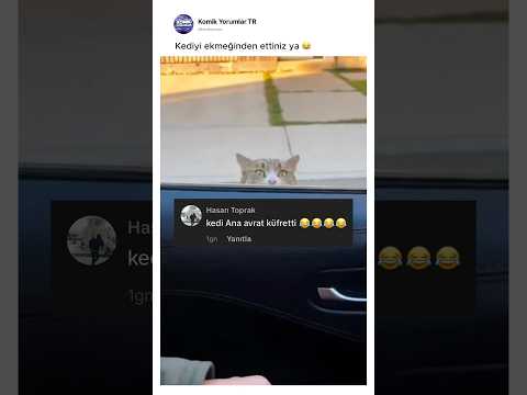 Sanırım kediyi birazcık kızdırdınız 😂