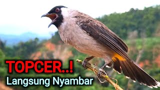 Download lagu Burung Kutilang Gacor Sedang Memanggil Temannya Agar Bunyi - Suara Jernih Ful Isian Alami mp3