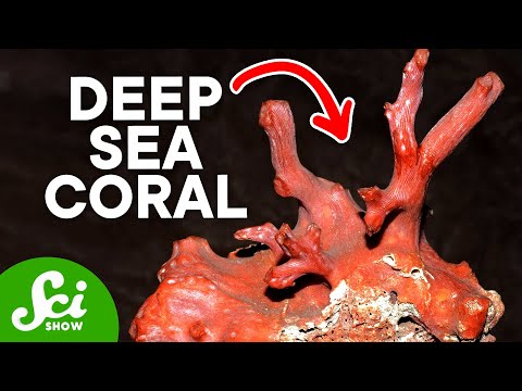There is So Much We Got Wrong about Corals...
