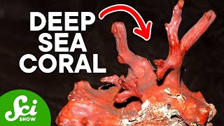 The Coral Reefs in the Dark Depths of the Sea