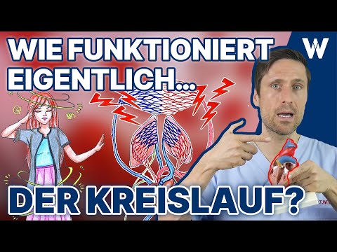 Unser Blutkreislauf: So fließt das Blut durch Deinen Körper - Körperkreislauf vs. Lungenkreislauf!