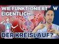 Unser Blutkreislauf: So fließt das Blut durch Deinen Körper - Körperkreislauf vs. Lungenkreislauf!