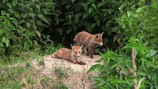 Juin dans le vignoble