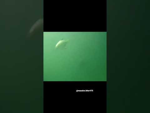 Mermaid caught on camera 📷 #shorts #viral #trending #omg