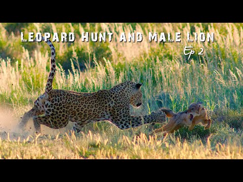 Leopard hunt & kill, male Lion & small raptors - Kgalagadi Transfrontier Park Photography Ep2
