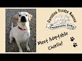 Video thumbnail 11 — Charlie the Lab - An SOS Dog