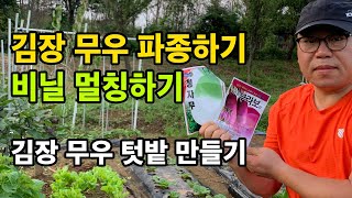 김장 무 파종하기 / 점뿌림 씨앗 파종 방법 / 비닐 멀칭 씌우기 / 무 텃밭 만들기 / 가을 무 파종 시기
