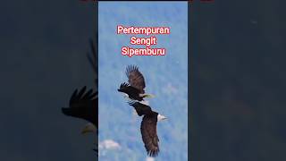 Download lagu Fierce Battle of Eagles in the Air #shorts mp3