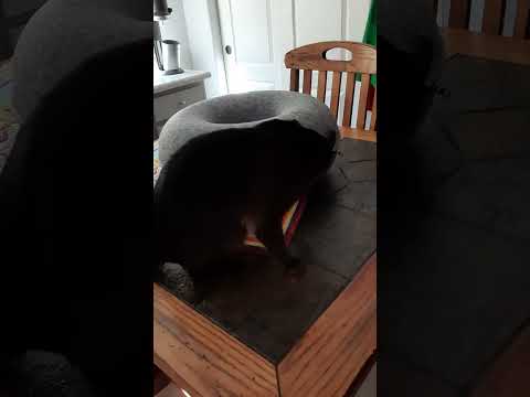 Burmese Cats New toy