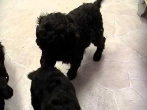 Brown standard poodle puppies ready for spring